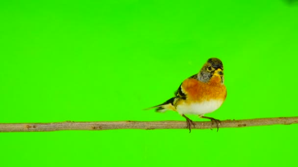 Mannelijke Keep Fringilla Montifringilla Zit Een Tak Geïsoleerd Een Groen — Stockvideo