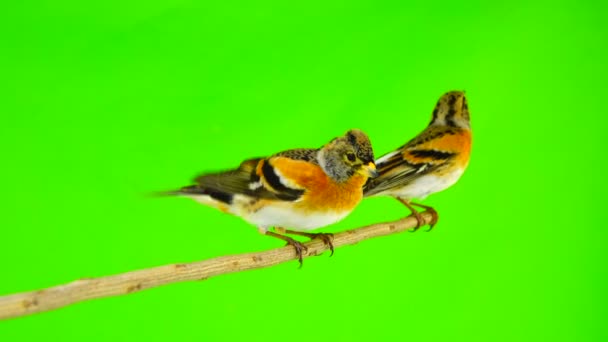 Two Brambling Fringilla Montifringilla Sits Branch Flies Away Isolated Green — Stock Video