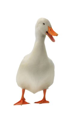 white duck on a white background clipart
