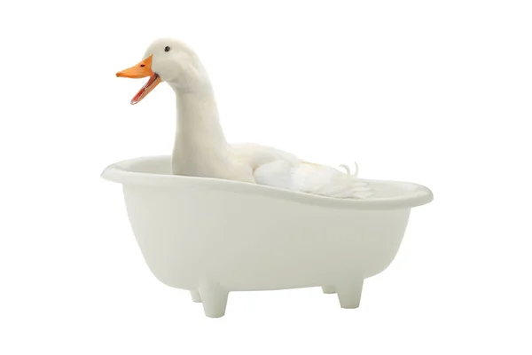 Ente badet im Badezimmer — Stockfoto