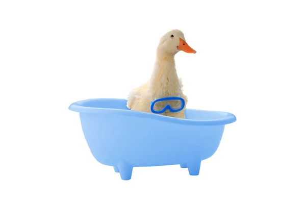 鴨を浴びバスルーム — ストック写真