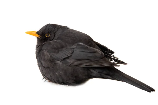 Merle noir (Turdus merula)) — Photo