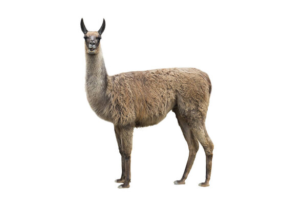 llama on white 