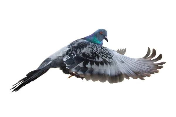 Dove in flight — Stock Photo, Image