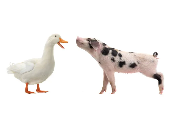 Schwein und Ente — Stockfoto