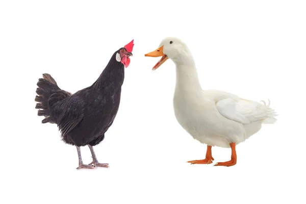 Kura czarny i biały kaczka — Zdjęcie stockowe