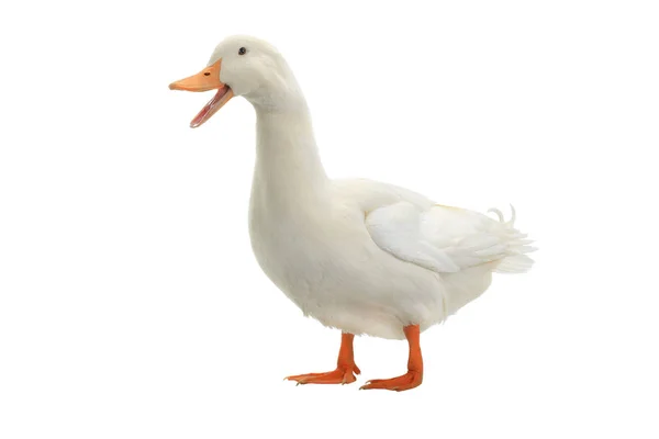 White duck — Stock Photo, Image