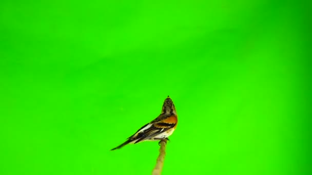 Movimento Lento Brambling Fringilla Montifringilla Senta Ramo Voa Para Longe — Vídeo de Stock