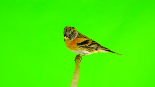 Twee Keep Fringilla Montifringilla Zit Een Tak Vliegen Weg Geïsoleerd — Stockvideo