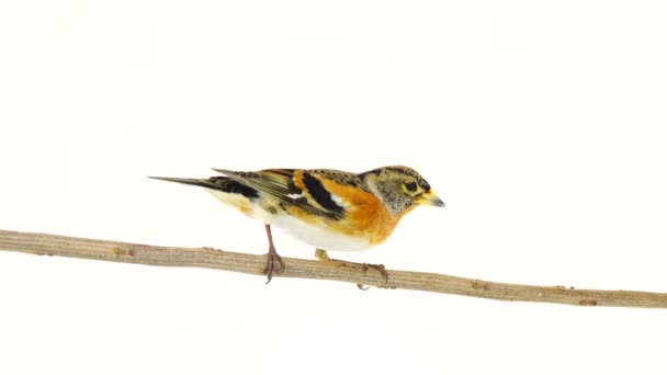 Macho Brambling Fringilla Montifringilla Sienta Una Rama Aislado Pantalla Blanca — Vídeo de stock