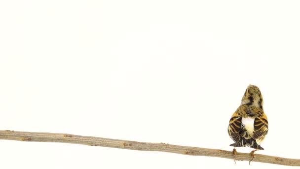 Αρσενικό Χειμωνόσπινος Fringilla Montifringilla Κάθεται Ένα Κλαδί Και Πετάει Μακριά — Αρχείο Βίντεο