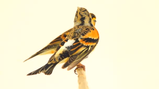 Два Brambling Fringilla Montifringilla Сидить Гілці Летить Геть Ізольовані Білий — стокове відео