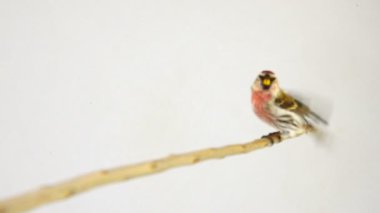 beyaz ekran üzerinde erkek ortak Redpoll (Acanthis flammea)