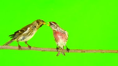 bir öpücük, iki ortak Redpoll (Acanthis flammea) yeşil ekran üzerinde kuşlar
