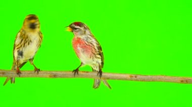 bir öpücük, iki ortak Redpoll (Acanthis flammea) yeşil ekran üzerinde kuşlar