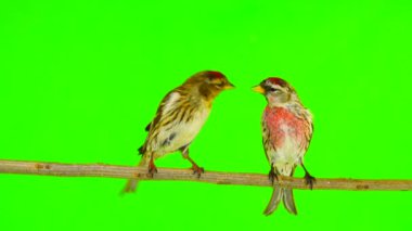 bir öpücük, iki ortak Redpoll (Acanthis flammea) yeşil ekran üzerinde kuşlar