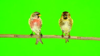 bir öpücük, iki ortak Redpoll (Acanthis flammea) yeşil ekran üzerinde kuşlar