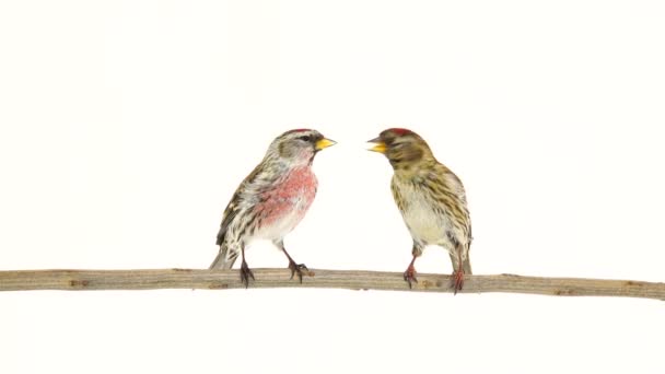 Beijo Pássaros Dois Common Redpoll Acanthis Flammea Tela Branca — Vídeo de Stock