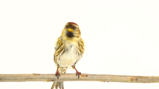 Fêmea Common Redpoll Acanthis Flammea Tela Branca — Vídeo de Stock