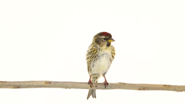 Beyaz Ekran Üzerinde Kadın Ortak Redpoll Acanthis Flammea — Stok video