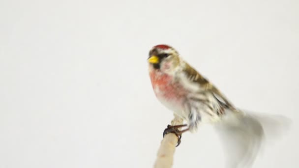 Male Common Redpoll Acanthis Flammea White Screen — Stock Video