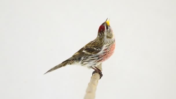 Masculino Common Redpoll Acanthis Flammea Tela Branca — Vídeo de Stock