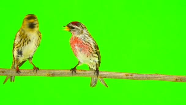 Beijo Pássaros Dois Common Redpoll Acanthis Flammea Tela Verde — Vídeo de Stock