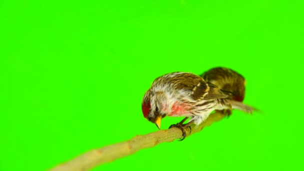 Поцелуй Птиц Двух Common Redpoll Acanthis Flammea Зеленом Экране — стоковое видео