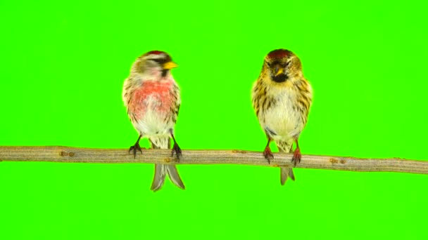 鸟的亲吻两个共同的也像朱雀 Acanthis Flammea 在绿色屏幕上 — 图库视频影像