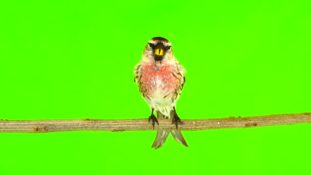 Ein Vogelkuss Zwei Rotkehlchen Acanthis Flammea Auf Grünem Bildschirm — Stockvideo