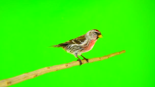 Maschio Comune Redpoll Acanthis Flammea Sullo Schermo Verde — Video Stock