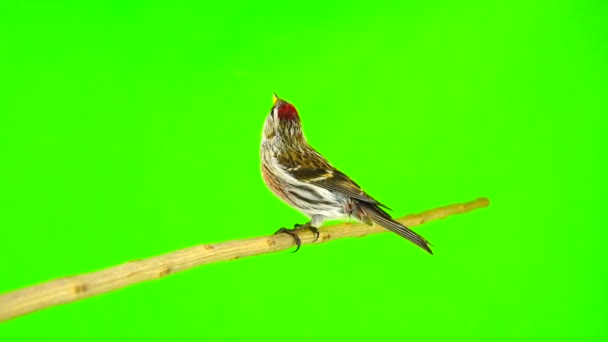 Masculino Common Redpoll Acanthis Flammea Tela Verde — Vídeo de Stock