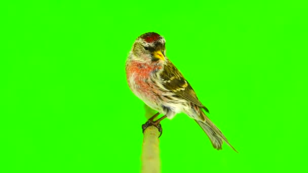 Masculino Common Redpoll Acanthis Flammea Tela Verde — Vídeo de Stock