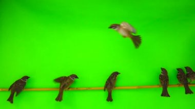 Bir dal yeşil bir ekran üzerinde oturan ağır çekim serçe (passer)