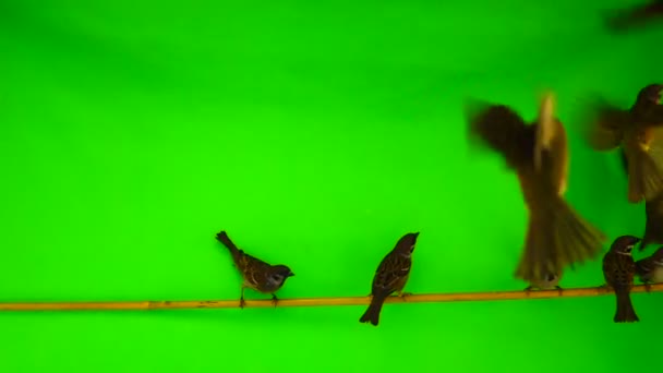 Zpomalený Pohyb Vrabci Passer Sedící Větvi Zelené Obrazovce — Stock video