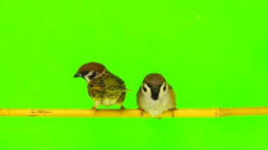 bir dal yeşil bir ekran üzerinde oturan serçe (passer)