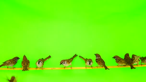 Vrabci Passer Sedící Větvi Zelené Obrazovce — Stock video