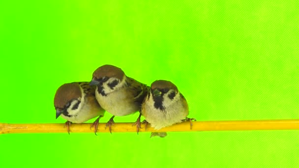 Three Sparrows Passer Sitting Branch Green Screen — Stock Video