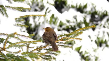 kadın siyah (Turdus merula) ardıç çam dal