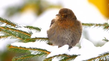 kadın siyah (Turdus merula) ardıç çam dal
