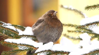 kadın siyah (Turdus merula) ardıç çam dal
