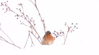 kuşlar finch (ortak ispinoz). Kış. kar yağışı