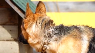Alman çoban köpeği insanlara havlıyor. ses