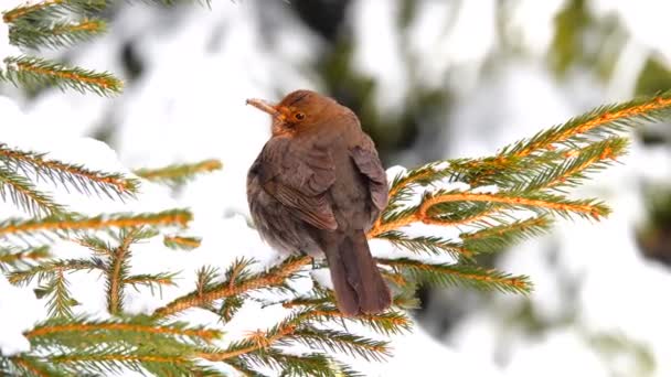 Hembra Negra Turdus Merula Zorzal Una Rama Pino — Vídeo de stock