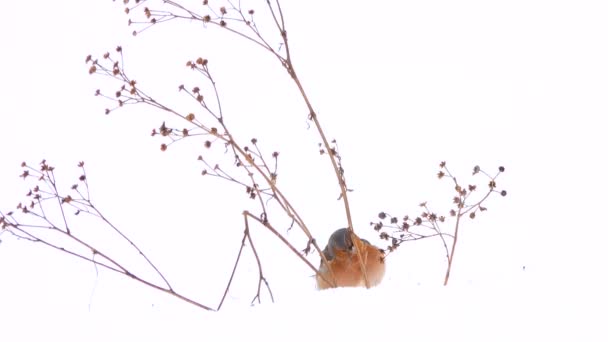 Fåglar Finch Gemensamma Bofinken Vintern Det Snöar — Stockvideo