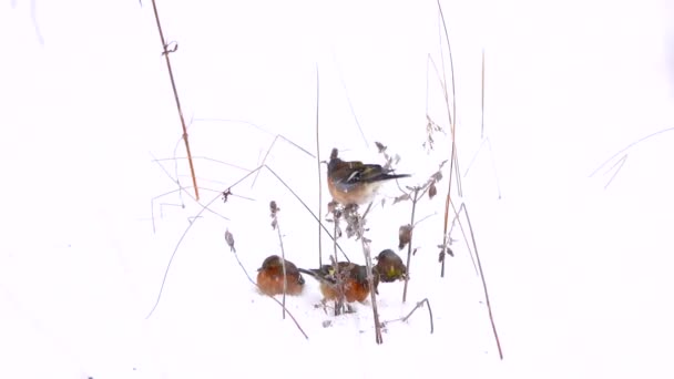 Fringuello Degli Uccelli Fringuello Comune Inverno Nevicando — Video Stock