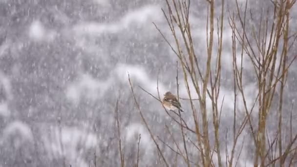 Kuşlar Finch Ortak Ispinoz Kış Kar Yağışı — Stok video
