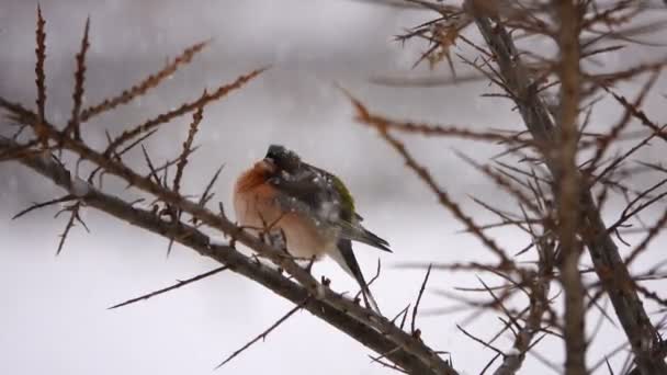 Fringuello Degli Uccelli Fringuello Comune Inverno Sta Nevicando Suono — Video Stock