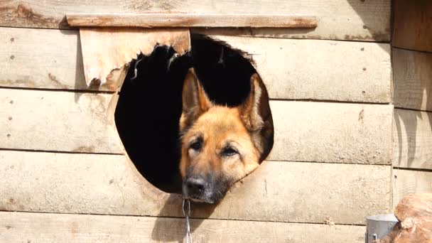 Alman Çoban Köpeği Kutusunda Oturur — Stok video