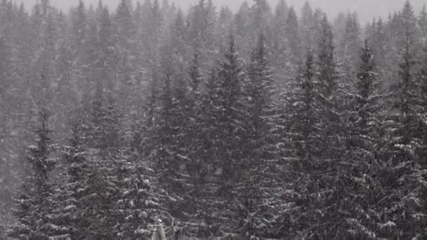 Correr Nieve Alta Las Montañas Contra Telón Fondo Del Bosque — Vídeo de stock